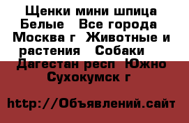 Щенки мини шпица Белые - Все города, Москва г. Животные и растения » Собаки   . Дагестан респ.,Южно-Сухокумск г.